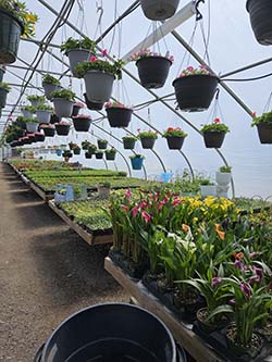 greenhouse